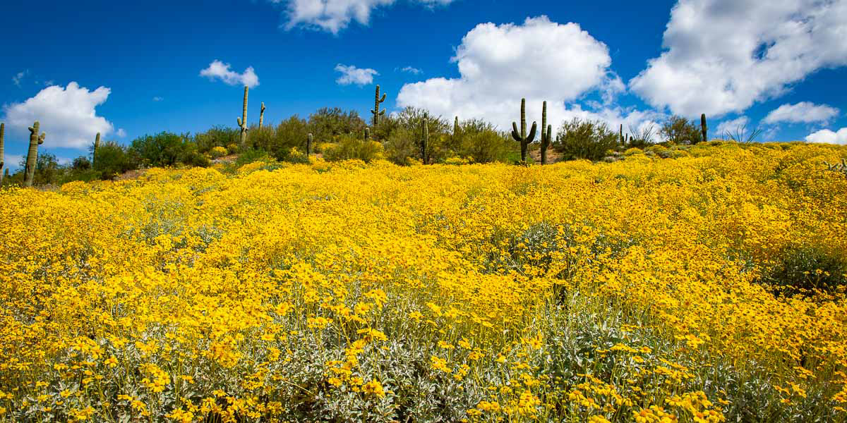 Brittle Bush field