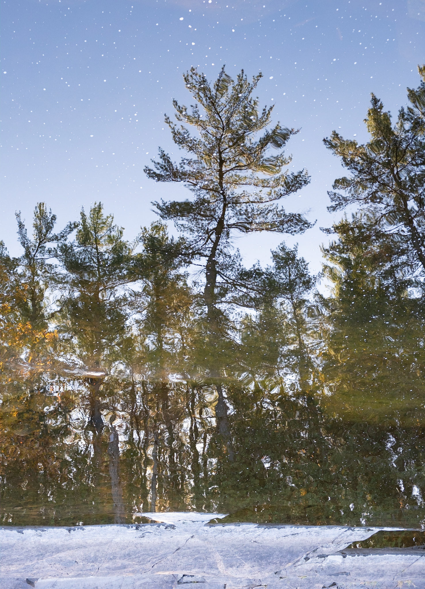 Tree Reflection
