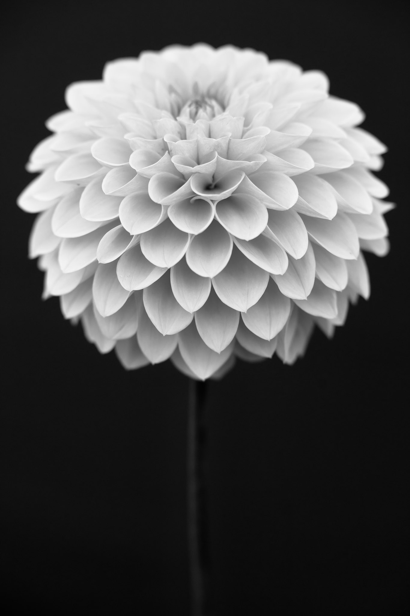 Chrysanthemum, Bakewell