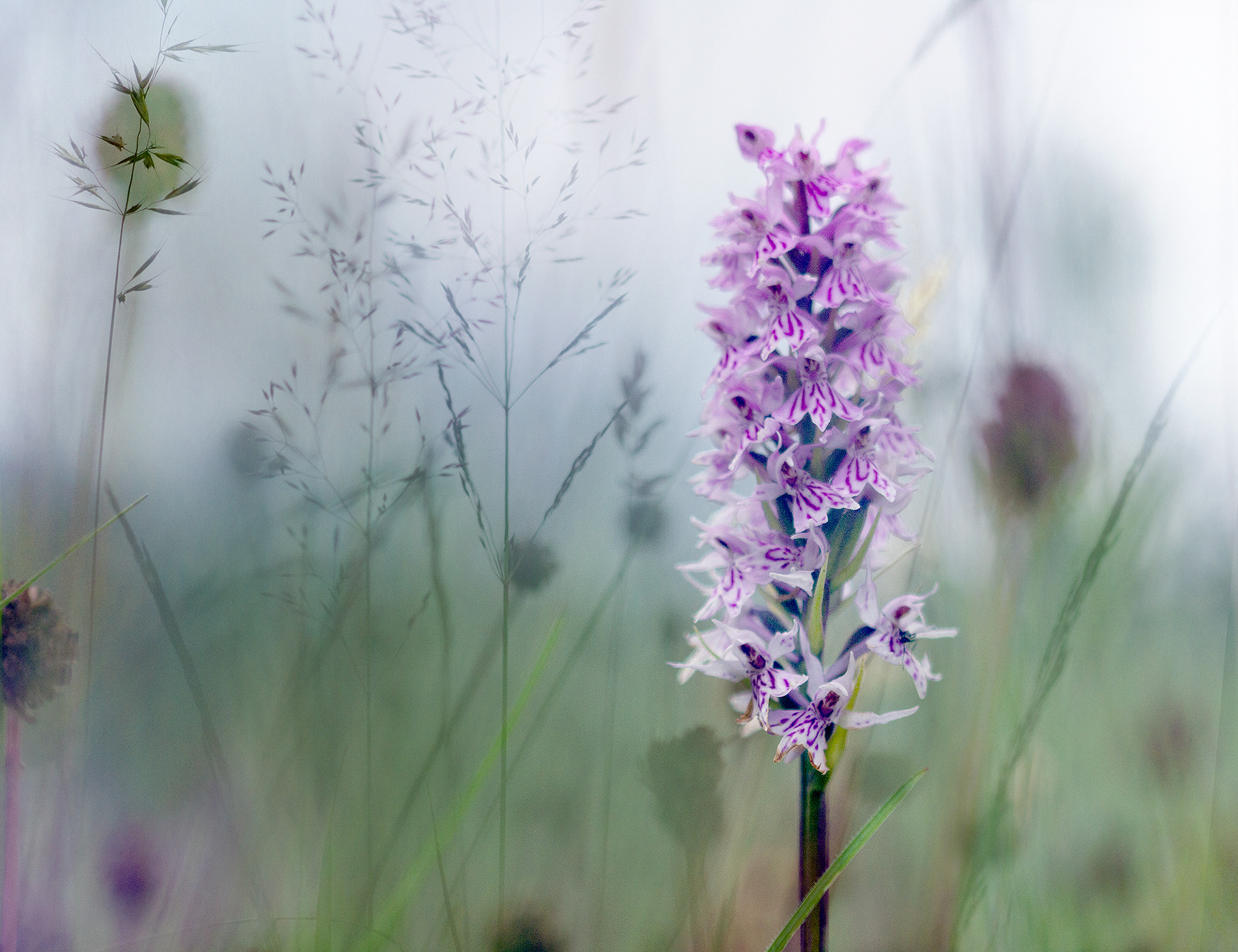 Orchid, summertime