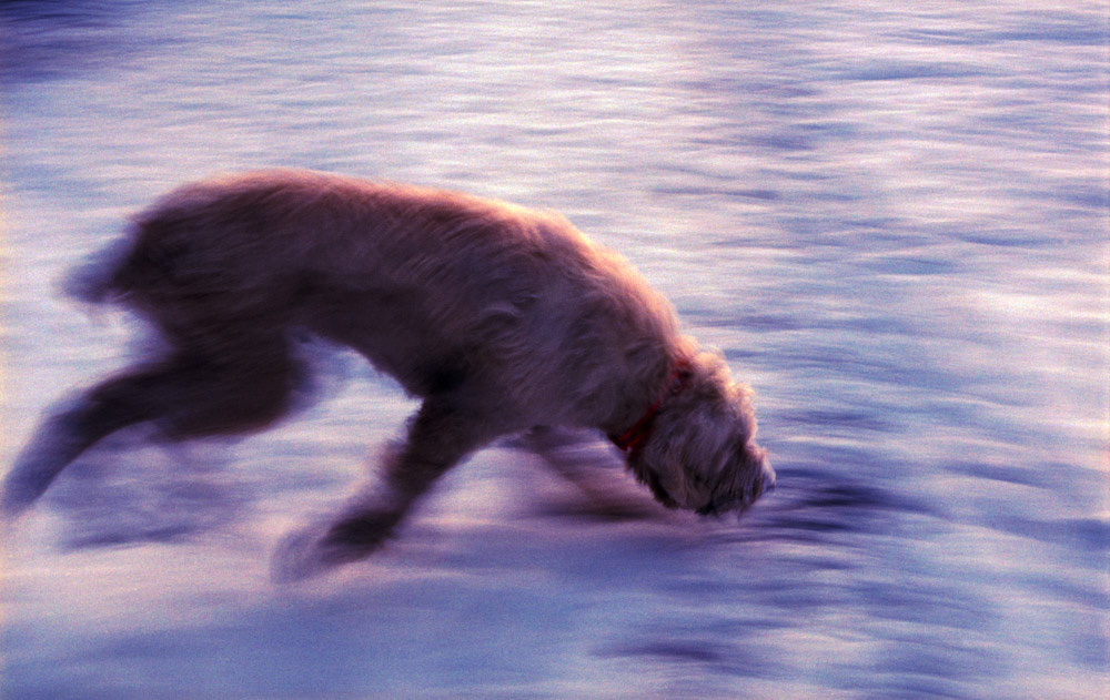 Dog On The Scent | Nikon F5, Portra 400-135