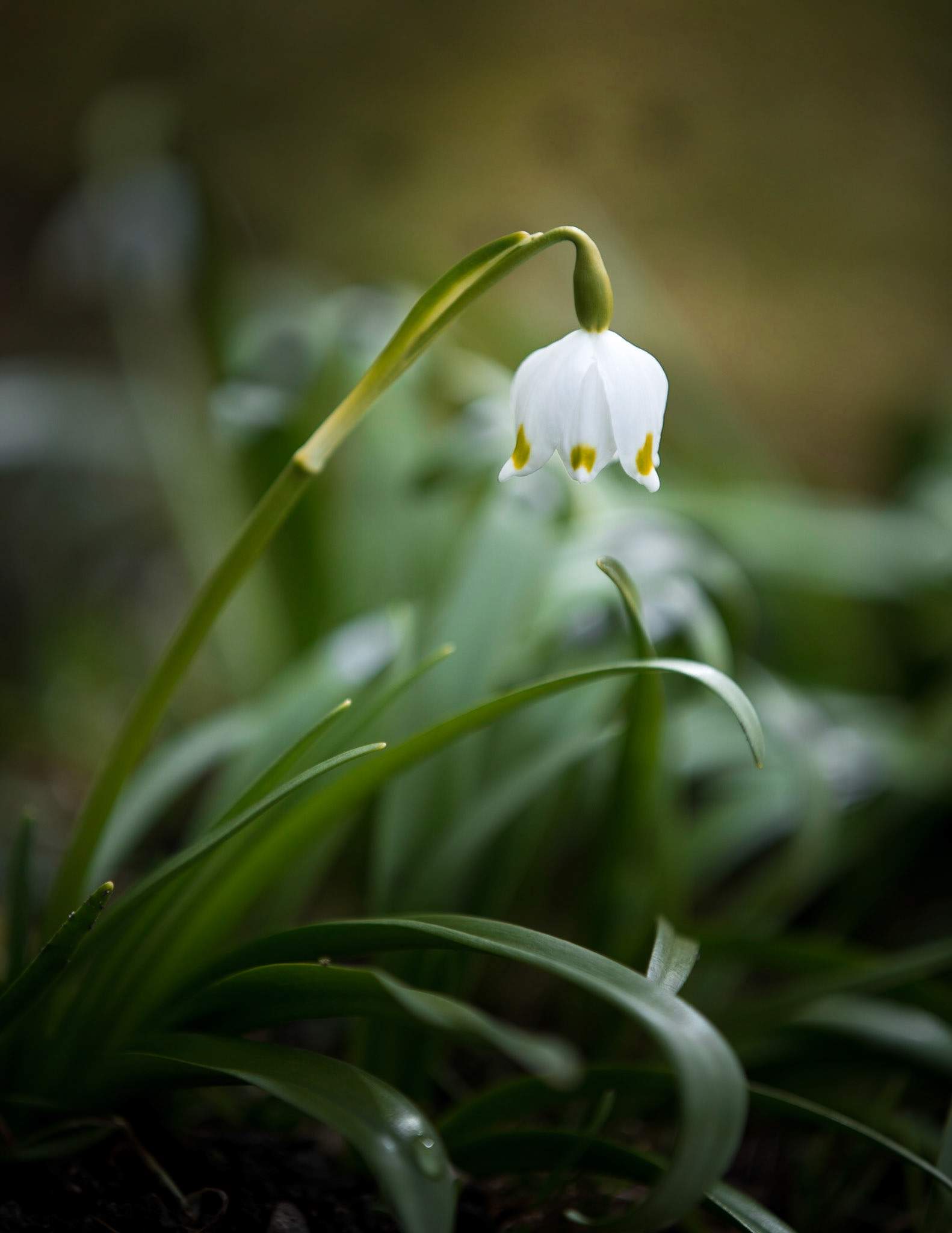 Spring...
