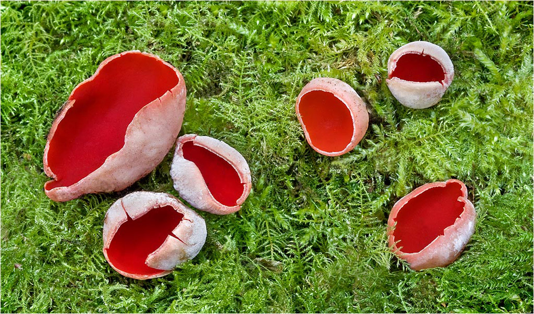Scarlet Elf Cap