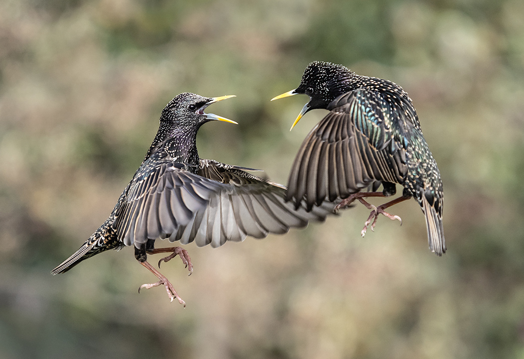 Starlings fighting