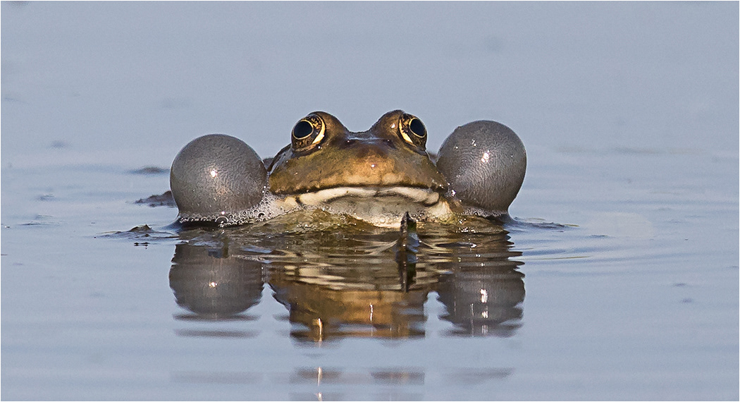Marsh Frog