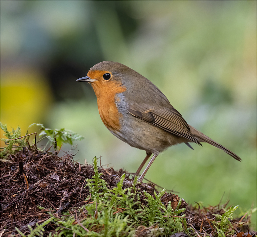 Robin