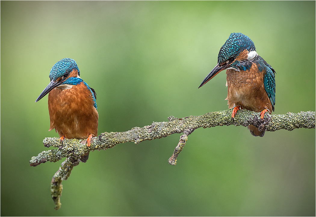Kingfisher - Male and Female