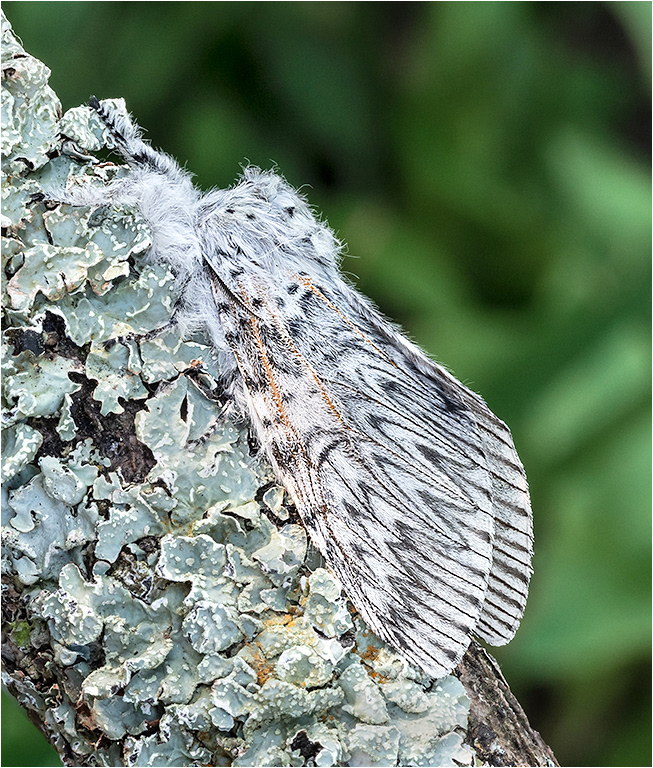 Puss Moth