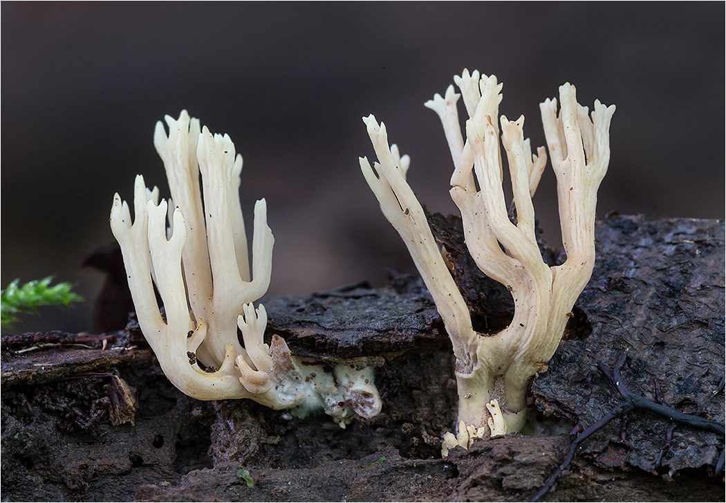 Wrinkled Club Fungi