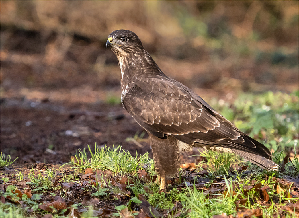 Buzzard
