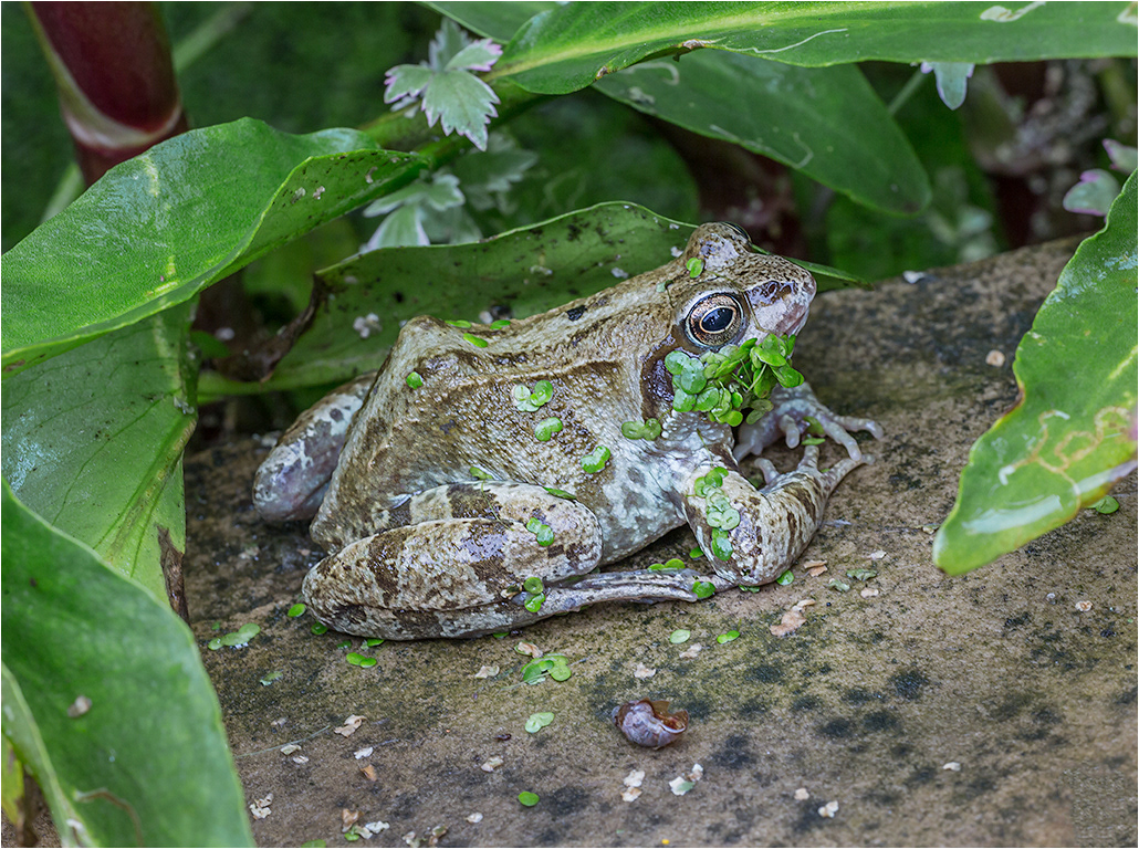Frogs