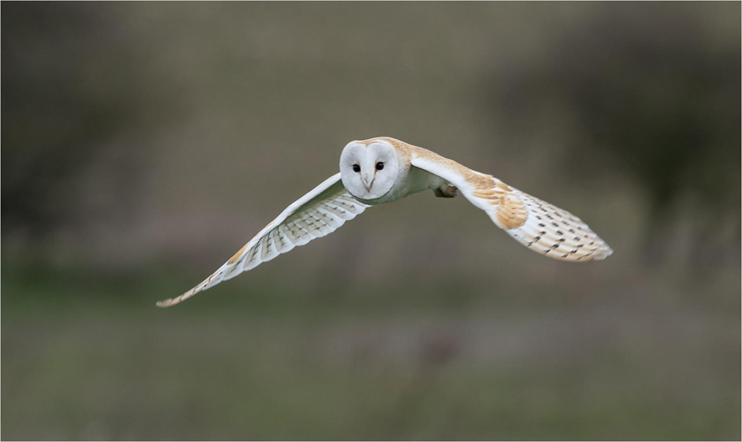 Barn Owl