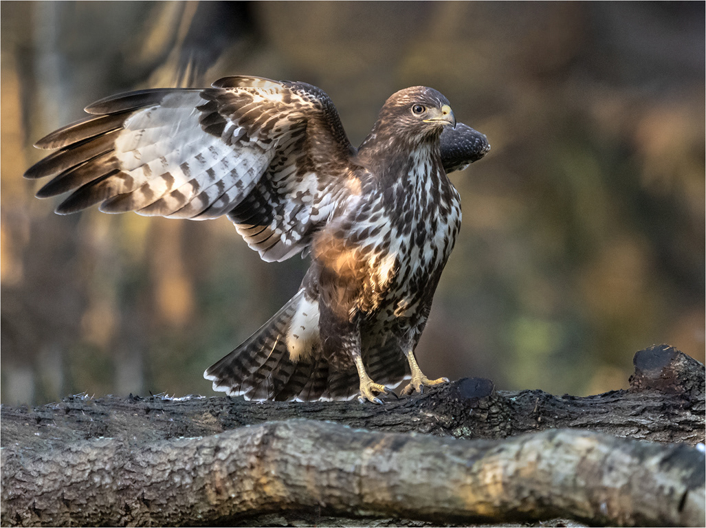 Buzzard