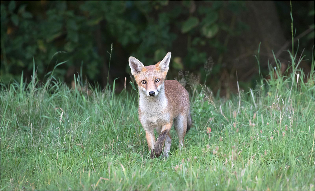 Fox