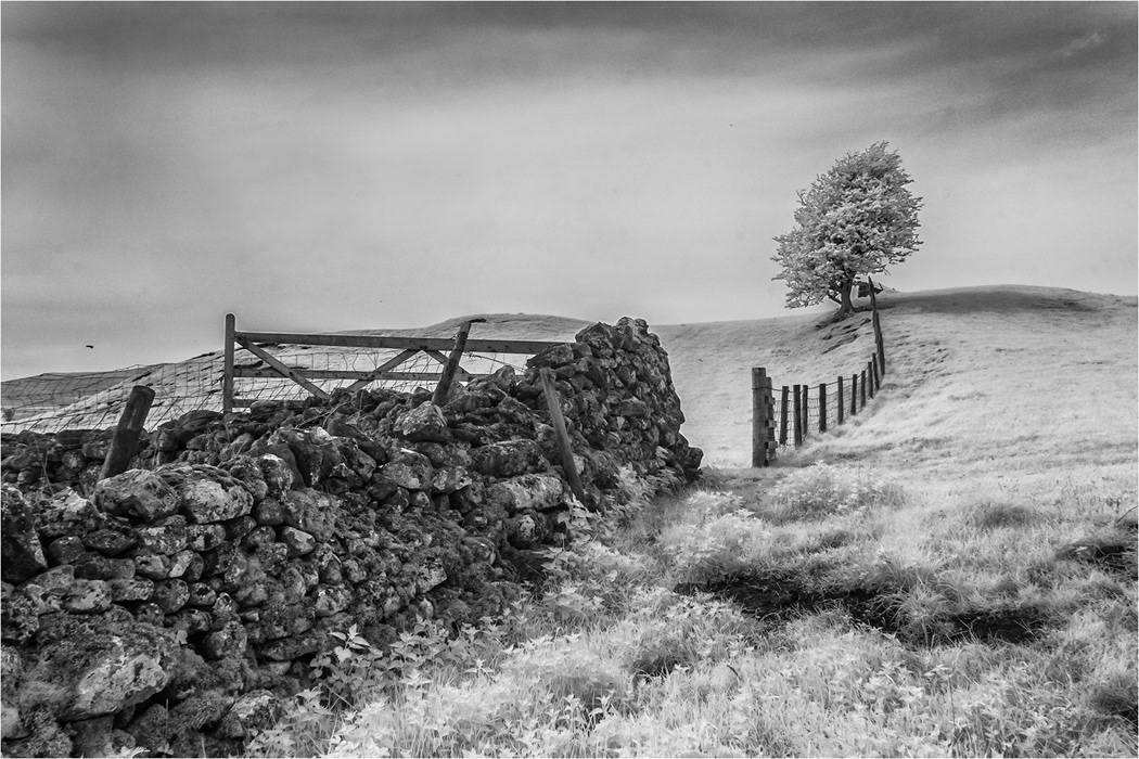 Infra Red - Mono