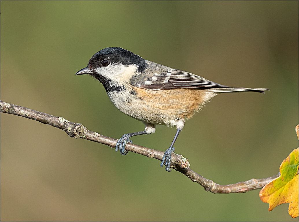 Coal Tit