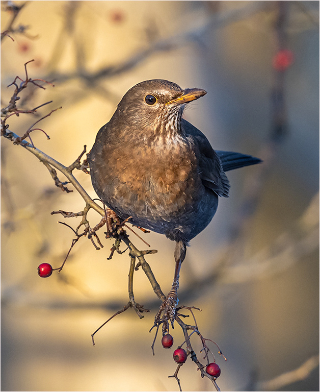 Female Blackbird