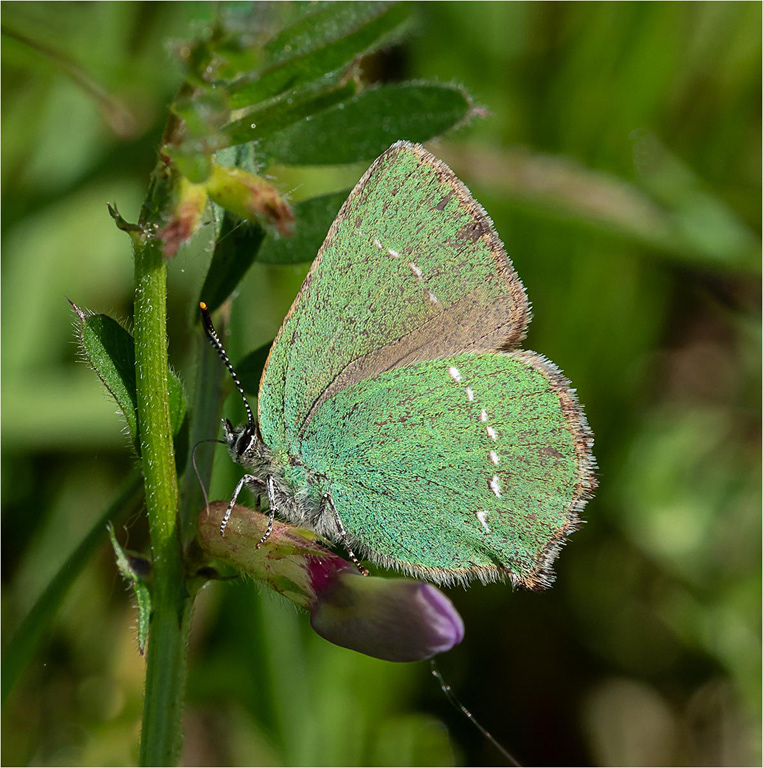 Green Hairstreak