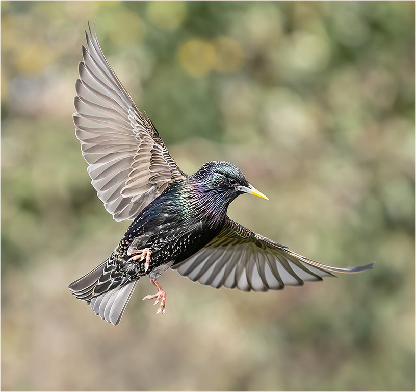 Starling in flight in our garden