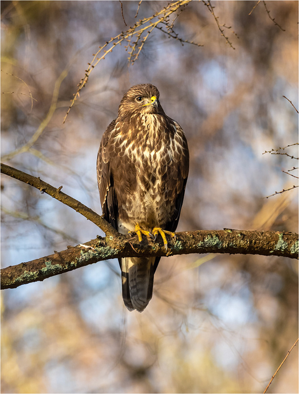 Buzzard