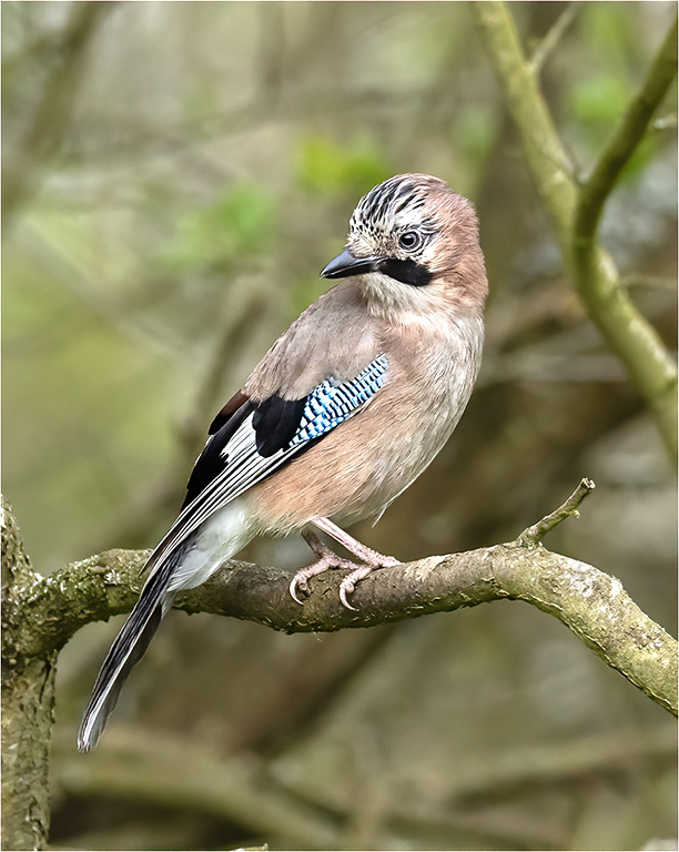 Jay