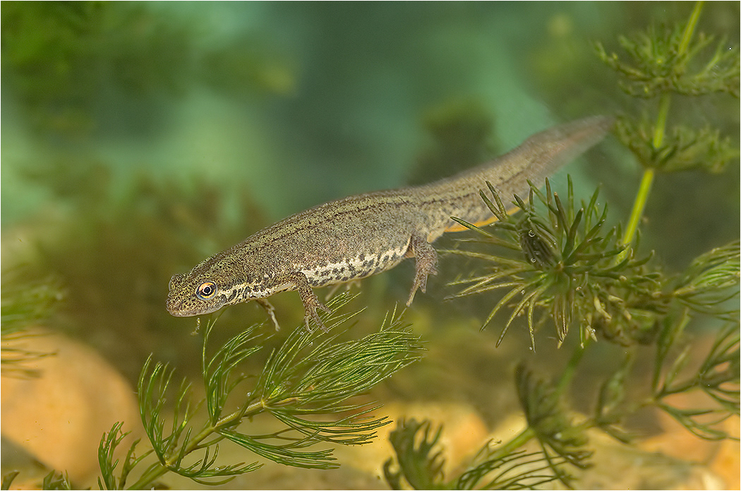 Smooth Newt - Female