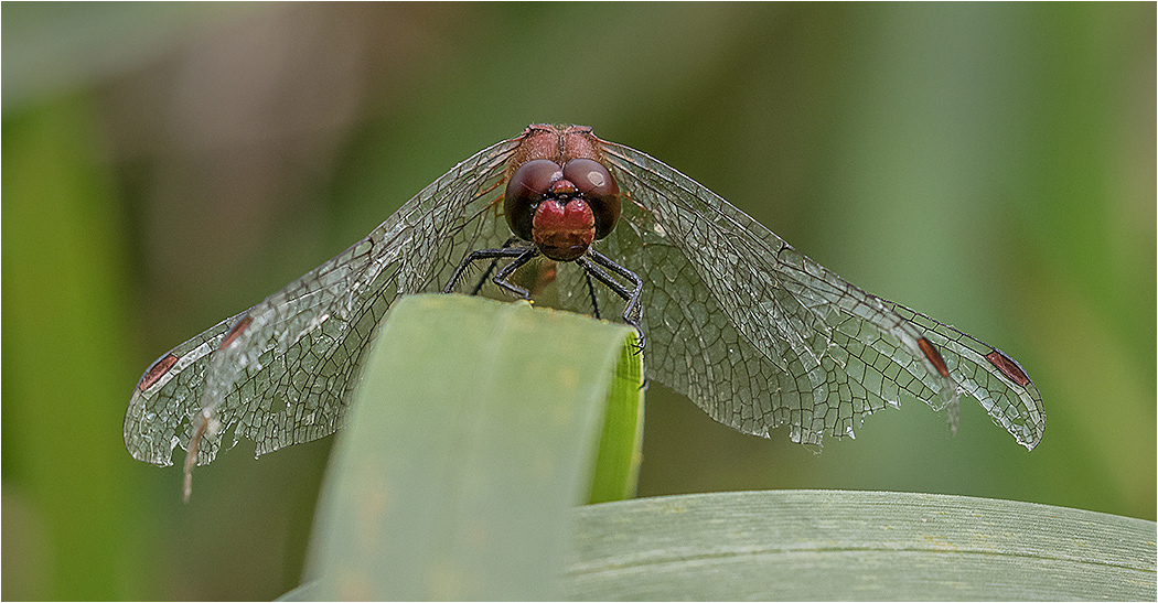 Ruddy Darter - Male