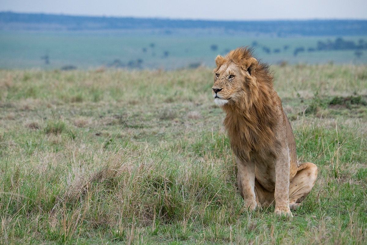 Kenya, Ol Pejeta, Male lion