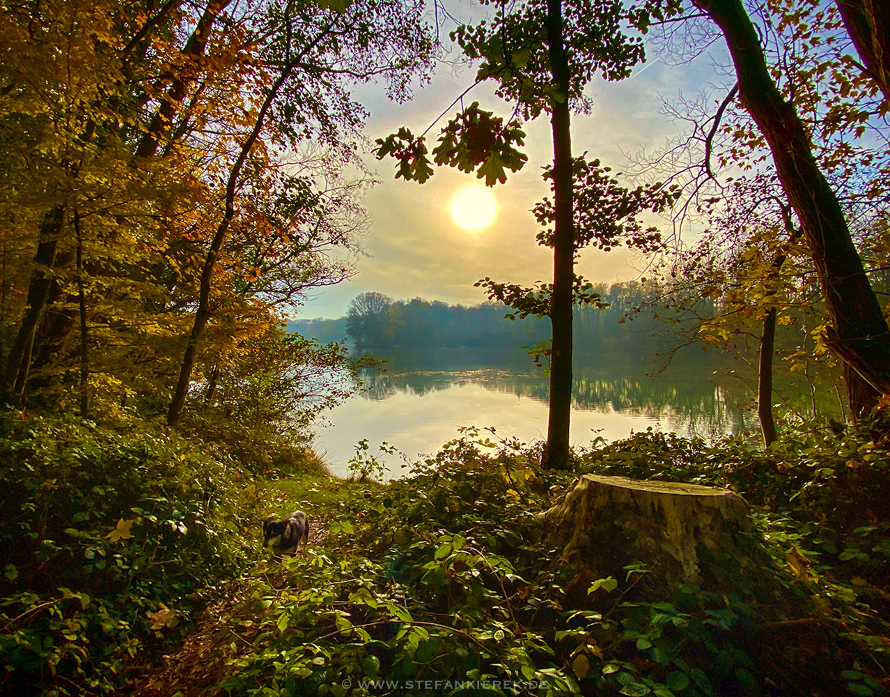 Stefan Kierek - Radonart - Dark forest