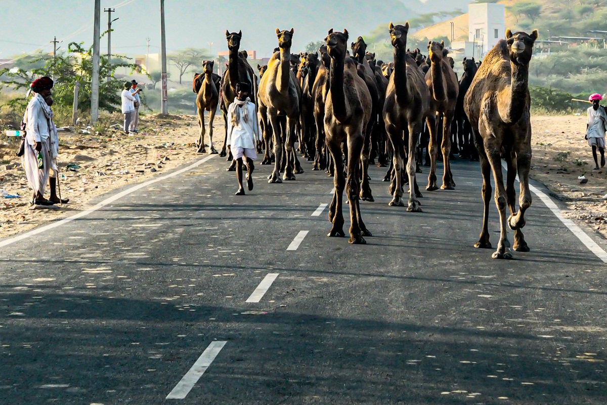 Rajasthan, Pushkar