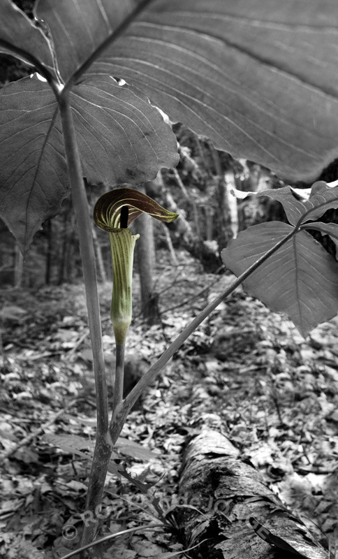 Jack-in-the-Pulpit, wildflower, foliage, B&W, Sleeping Bear Dunes