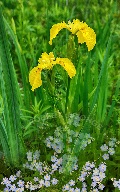 wild iris, yellow, forget-me-nots, wetlands, reeds, harbor springs