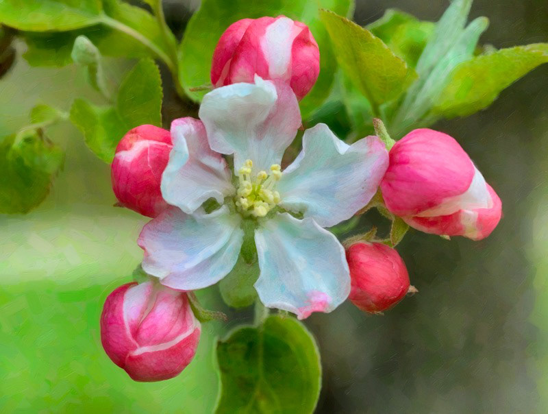 Apple Blossom, pink, red, white, heritage apple, spring