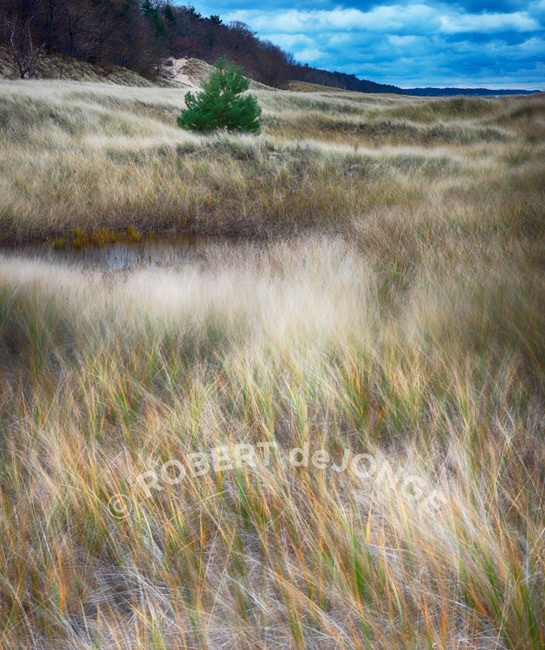 A Jack Pine nestled in the back dunes at Hoffmaster State Park