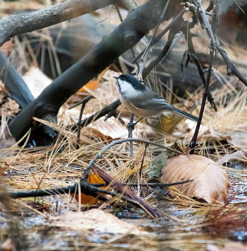 Pine needles laying in a puddle beneath trees — reflecting the sky and reflecting autumn colors. Chickadee