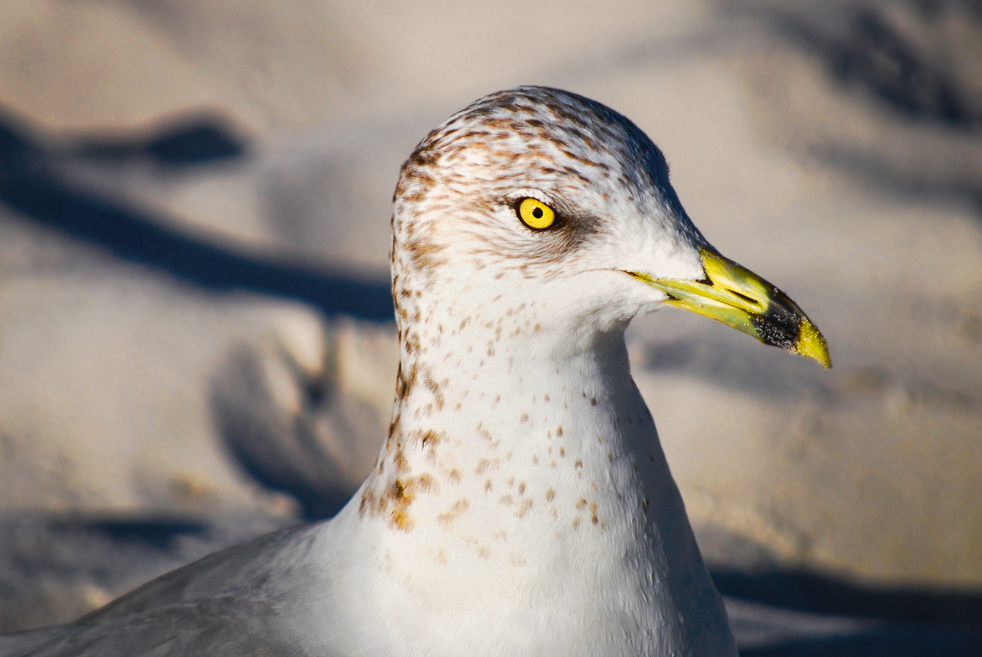 Adolescent ring-billed gull (2015)