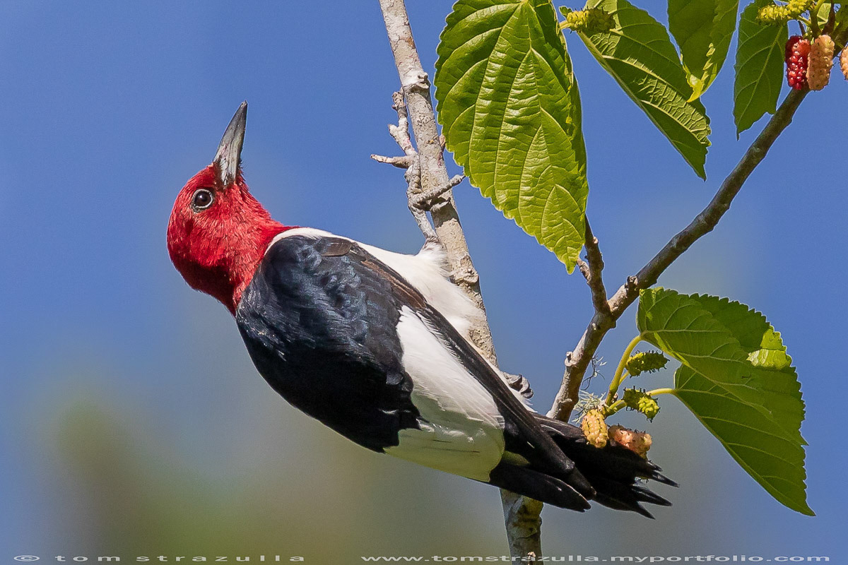 Tom Strazulla Treeclinging Birds