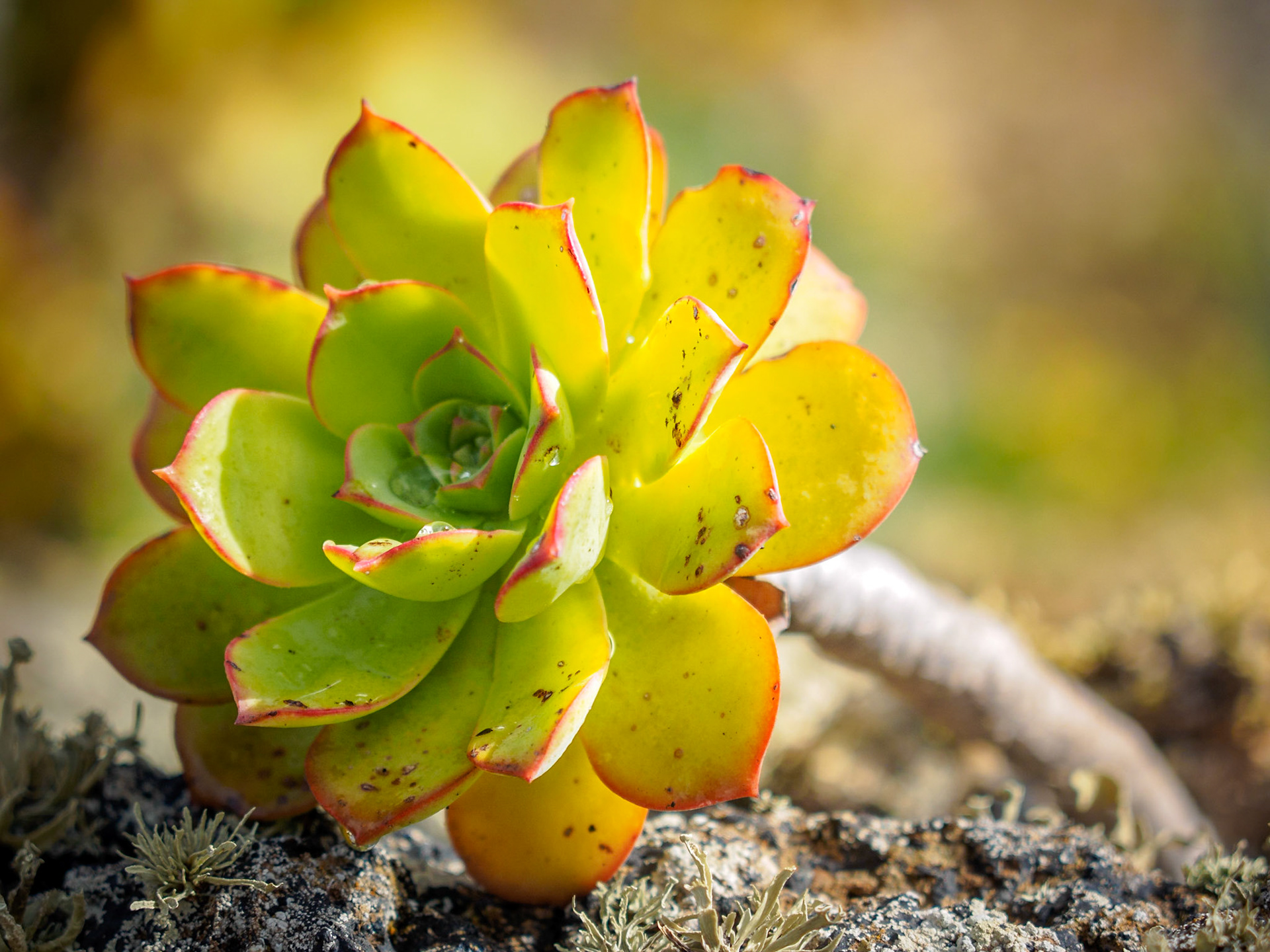 Pflanzenwelt zwischen den Vulkanen