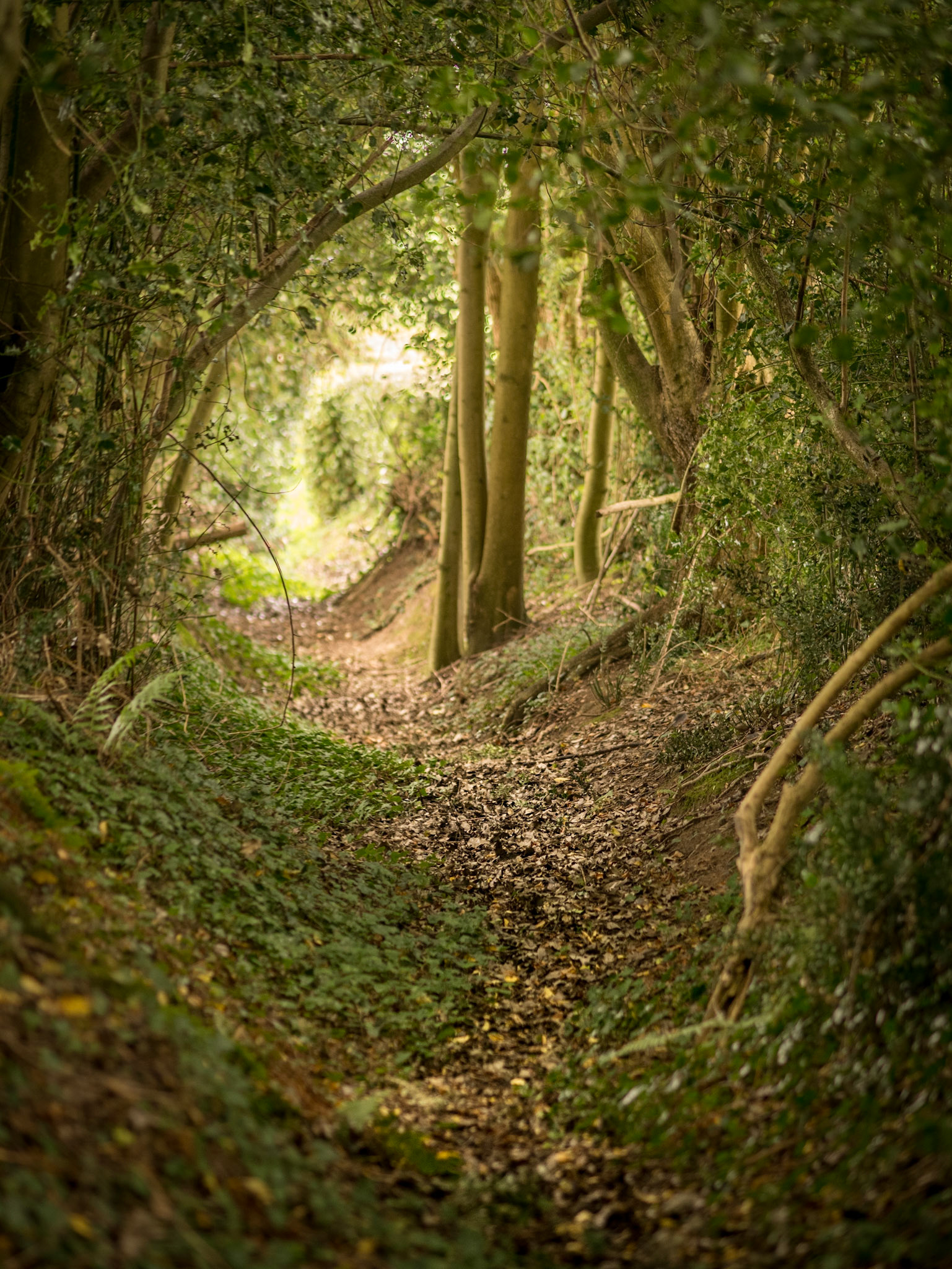 Geheimnisvoller Waldpfad