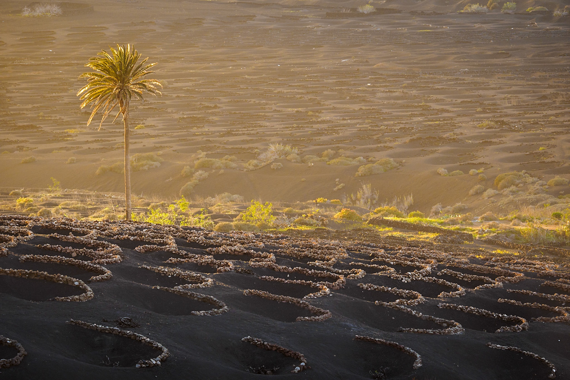 Goldenes Licht im Weinberg