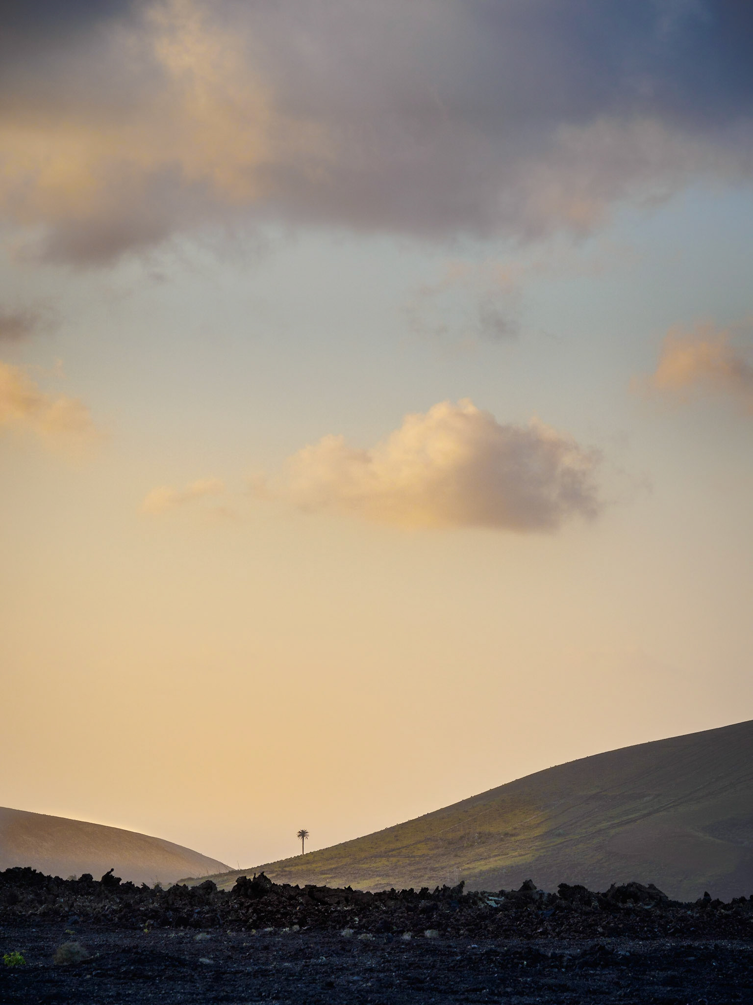 Einsame Palme im Abendlicht