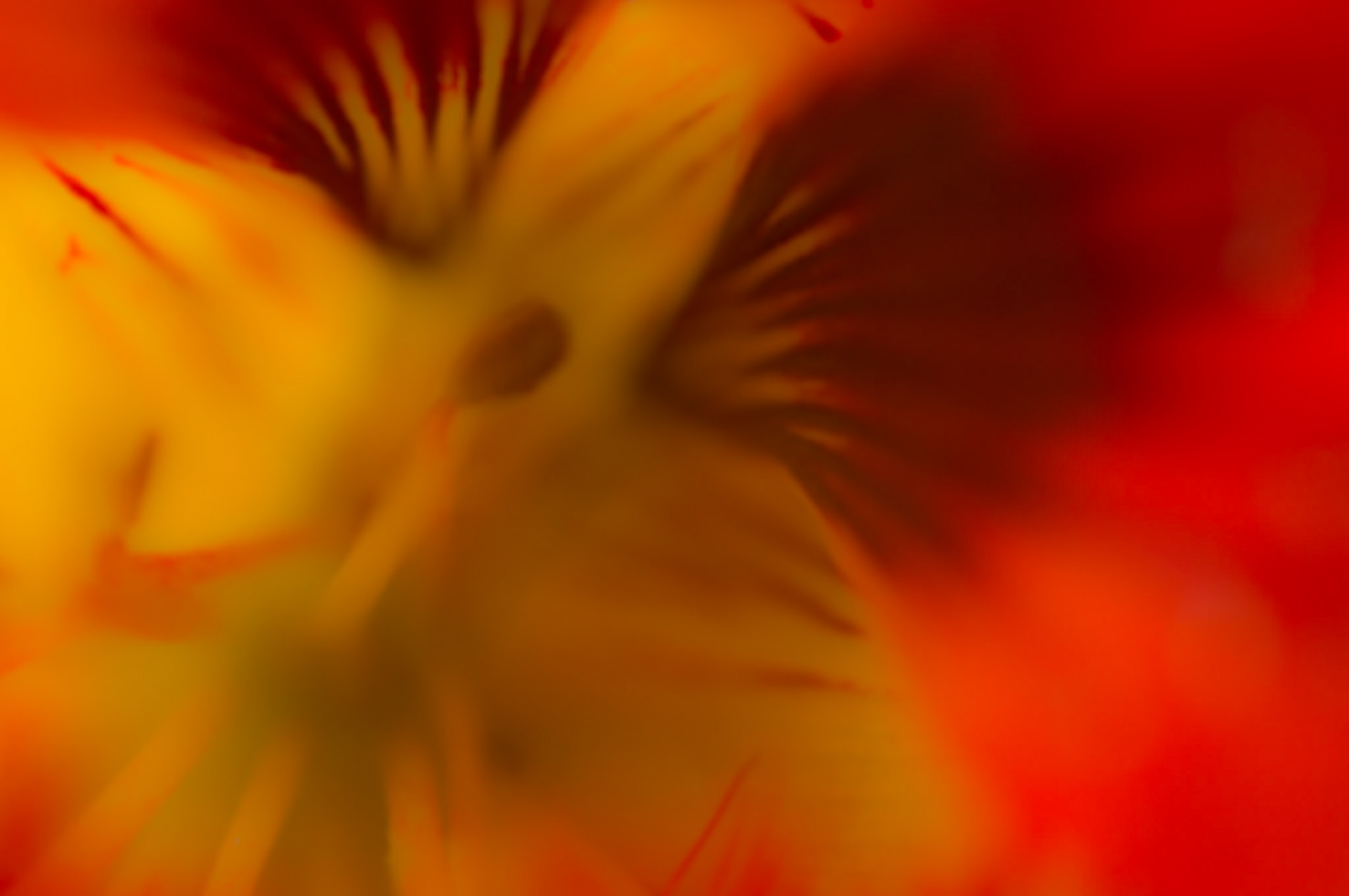 Abstraktes Blütenbild