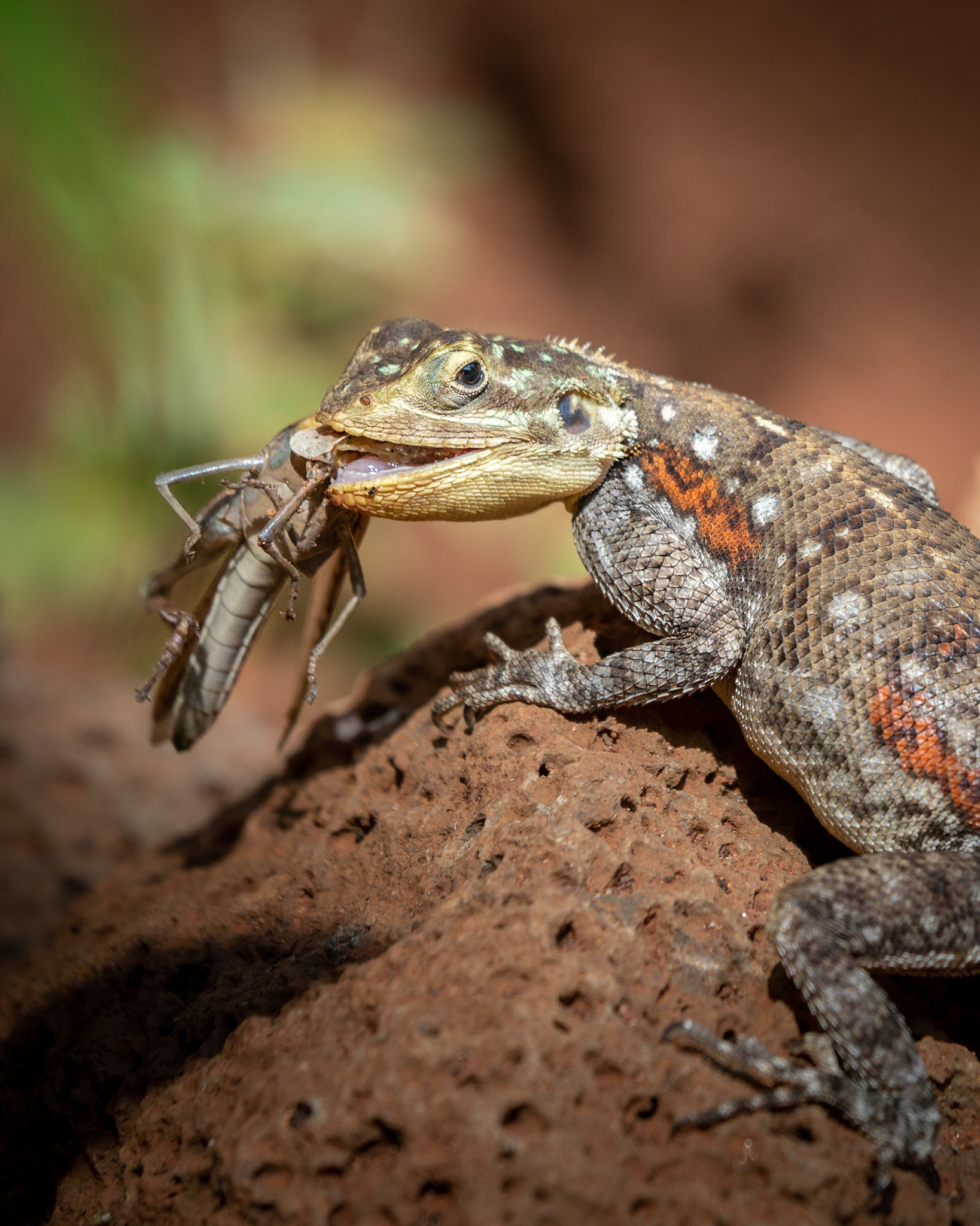 Siedleragame im Tasvo West, Kenia