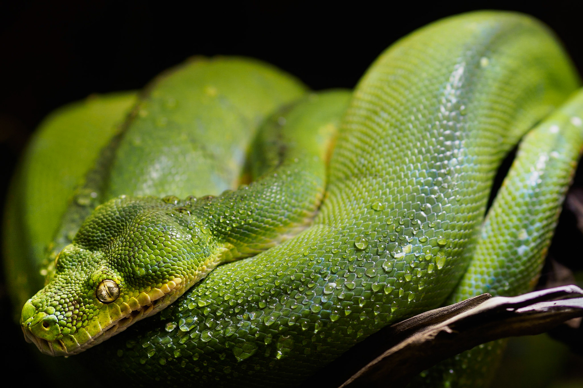 Schlange in einem Gehege aufgenommen