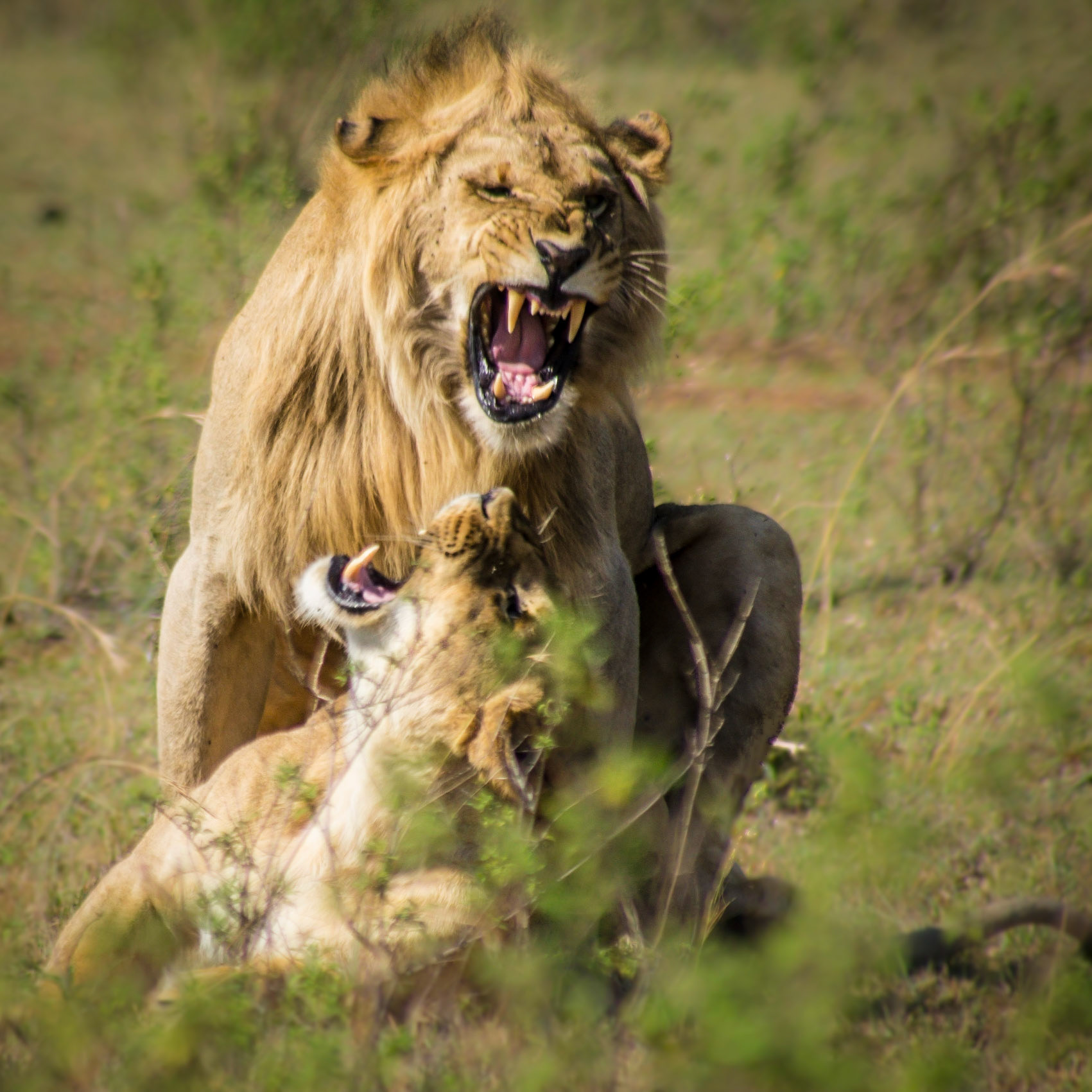 Löwenhochzeit in der Masai Mara