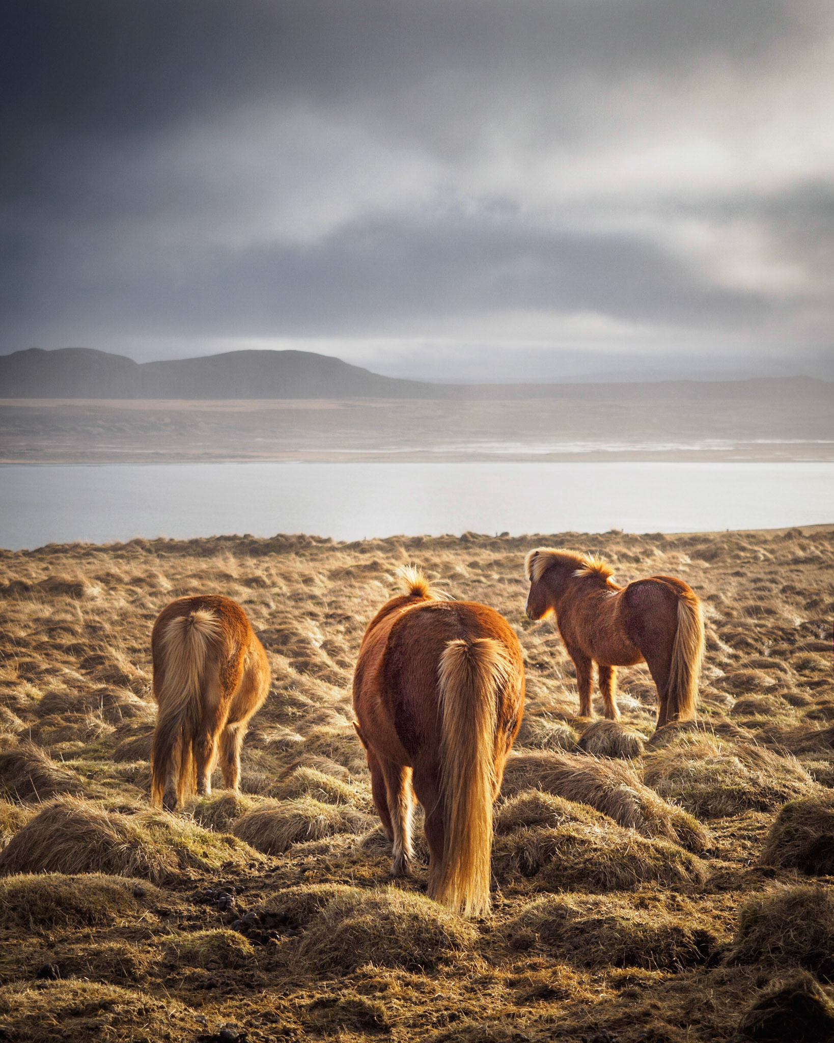 Island-Pferde