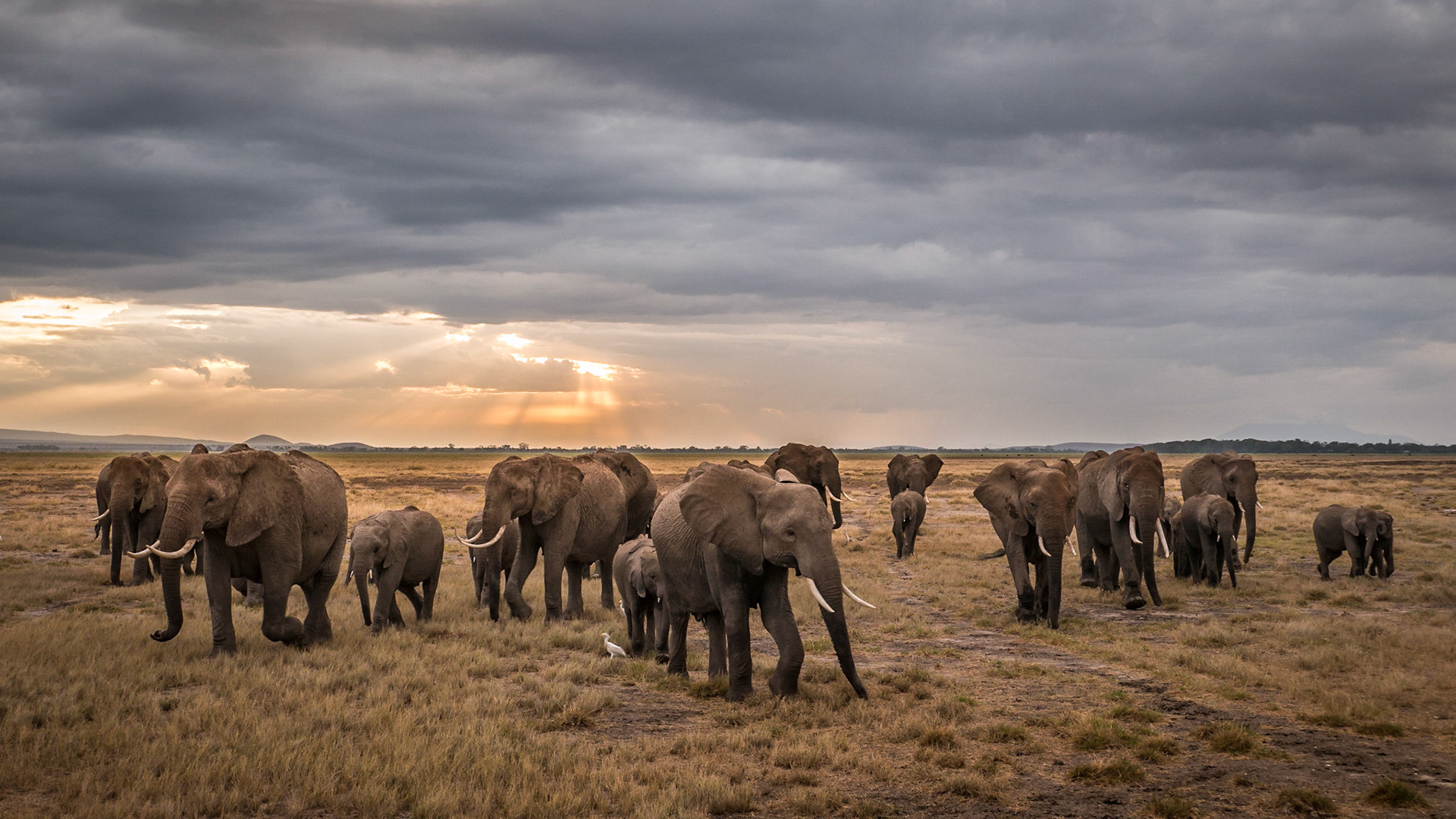 Elefantenherde zum Sonnenuntergang im Amboseli