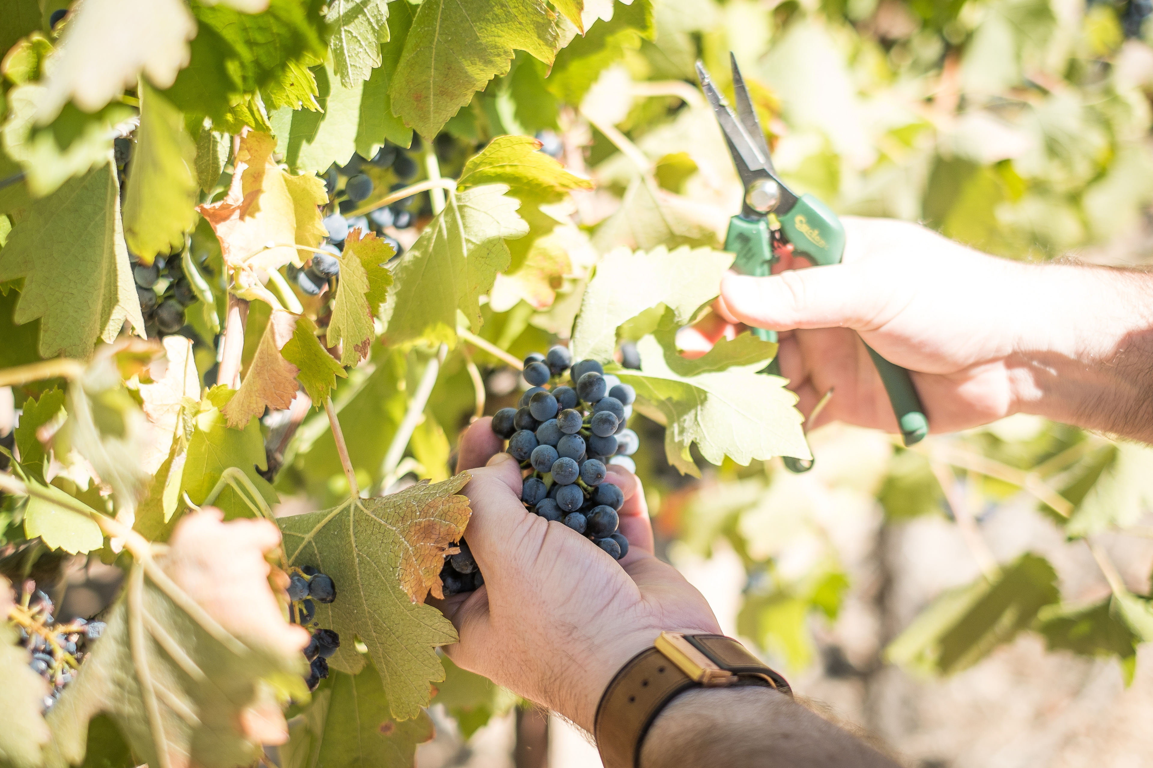 Picking Shiraz