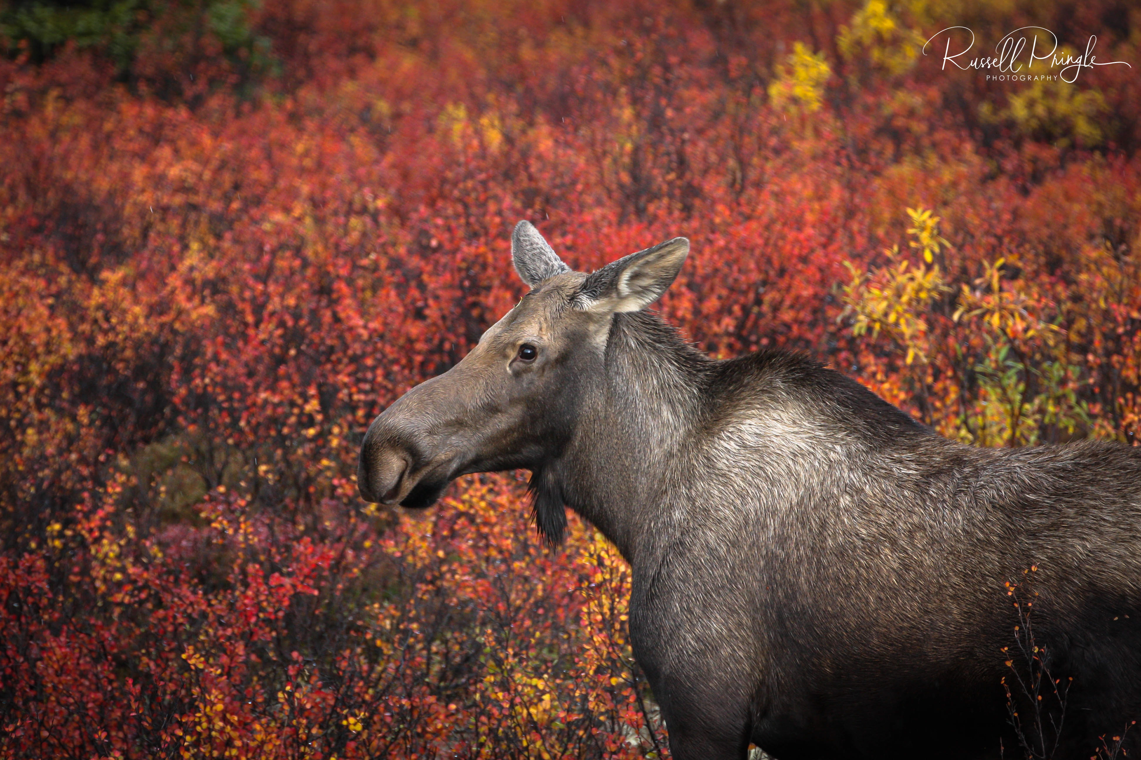 Moose-Denali NP, Alaska