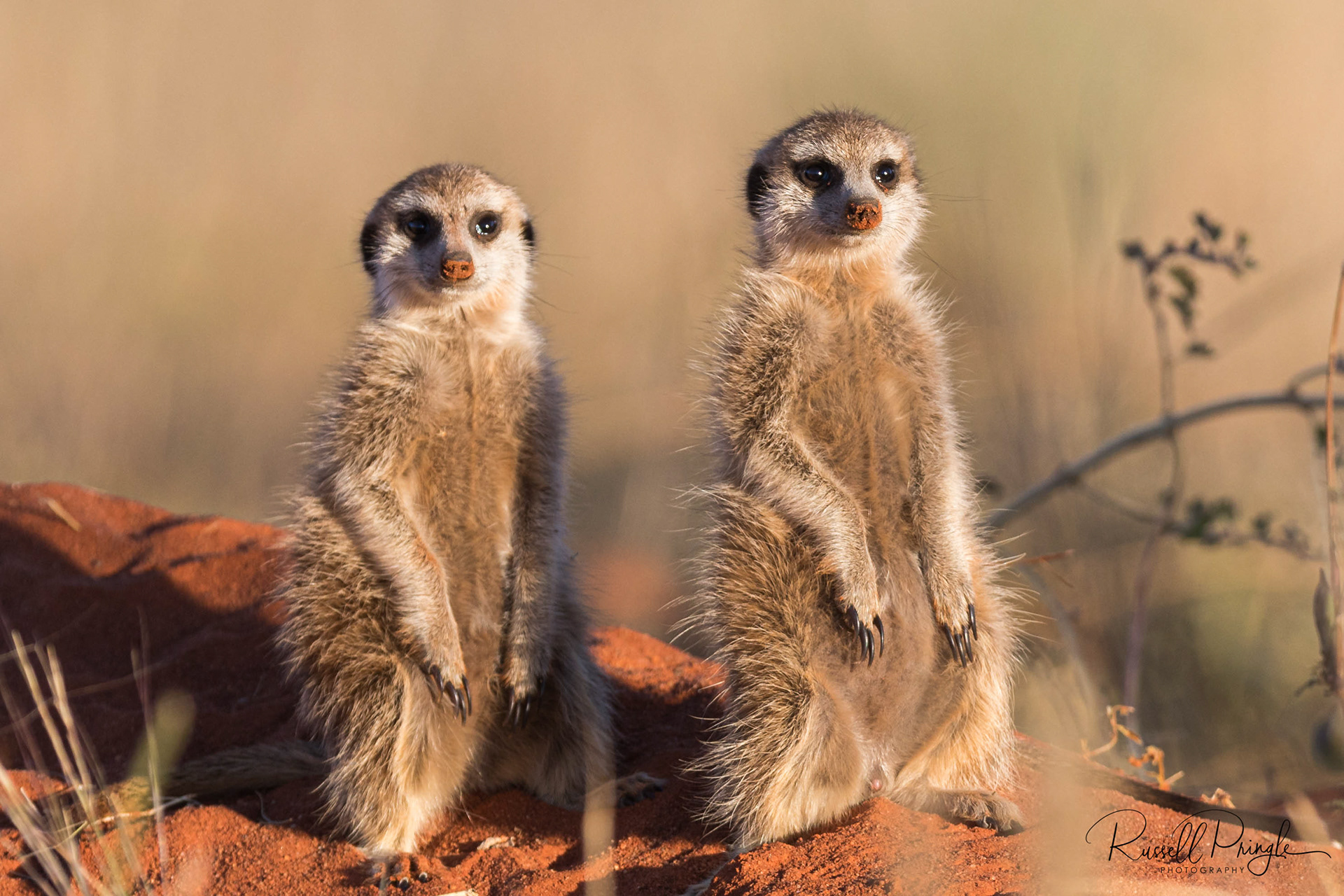 Meerkats-Tswalu Kalahari, Sth Africa